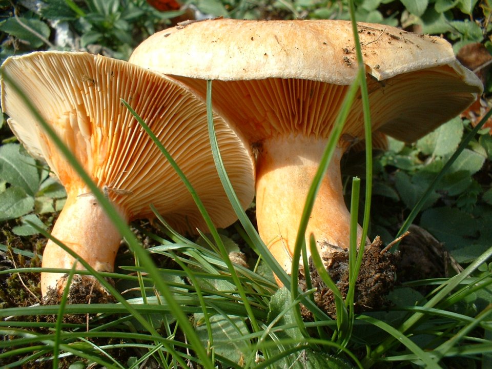 Lactarius deterrimus